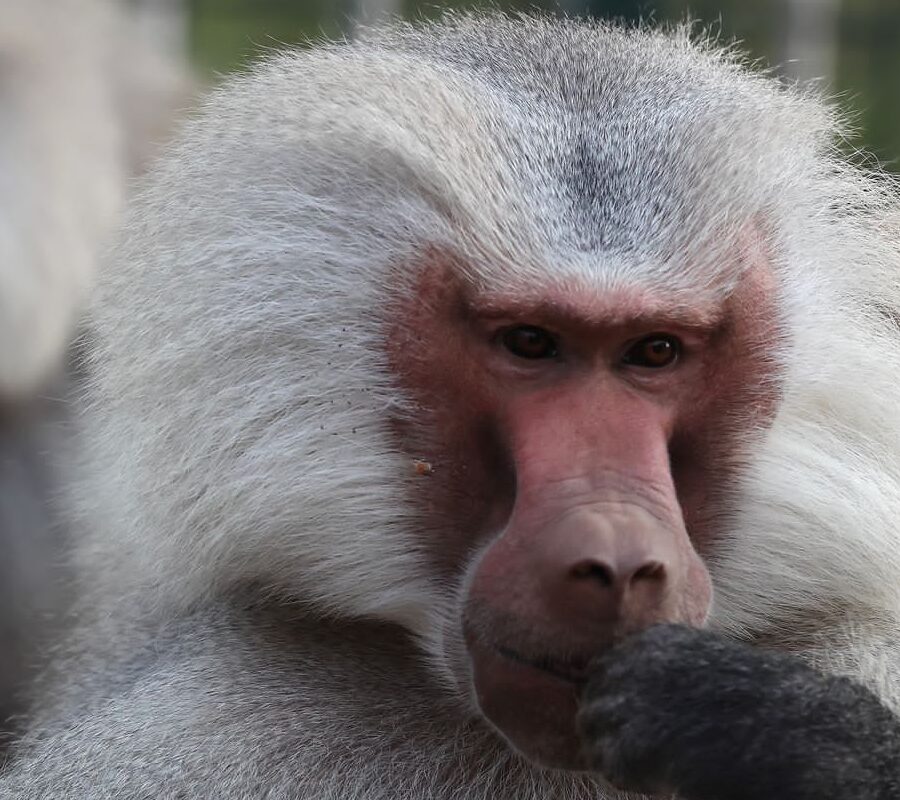 6 Baboons are being cared for by Animals Lebanon Prior To Transport To Monkey World, UK - ©Monkey World 2024