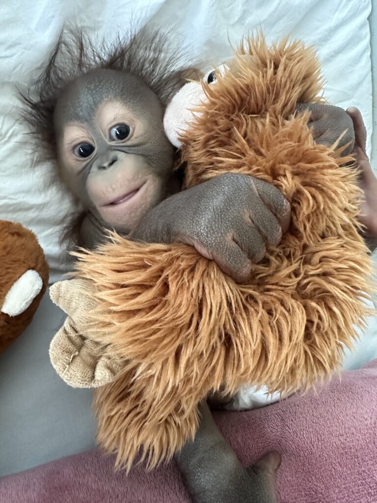 Baby orangutan hugging a cuddly toy orangtuan