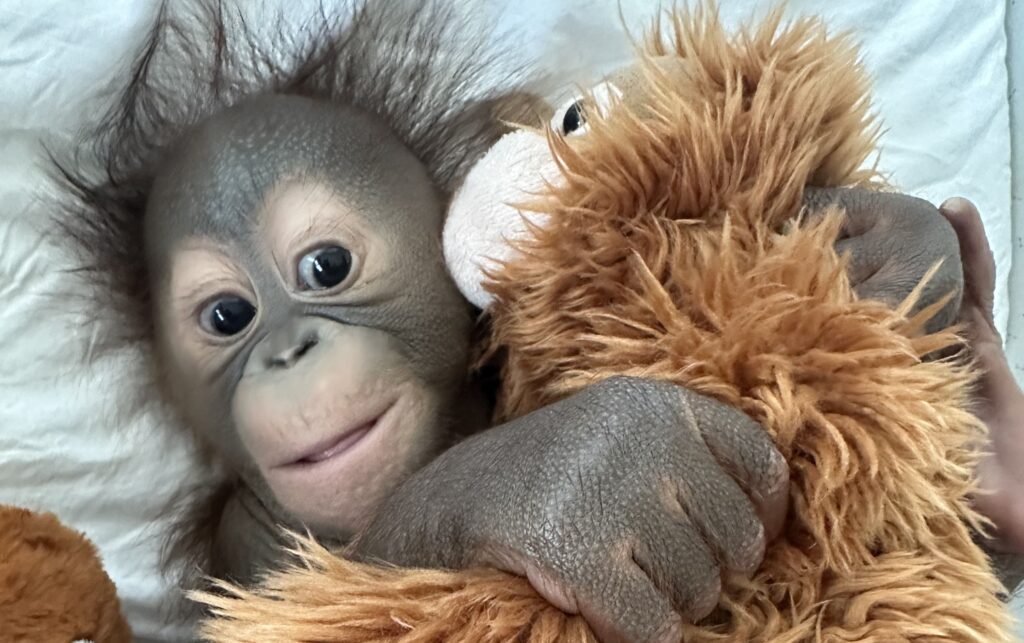 Baby Sibu Arrives at Monkey World