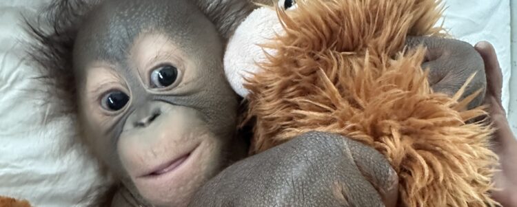 Baby Sibu Arrives at Monkey World