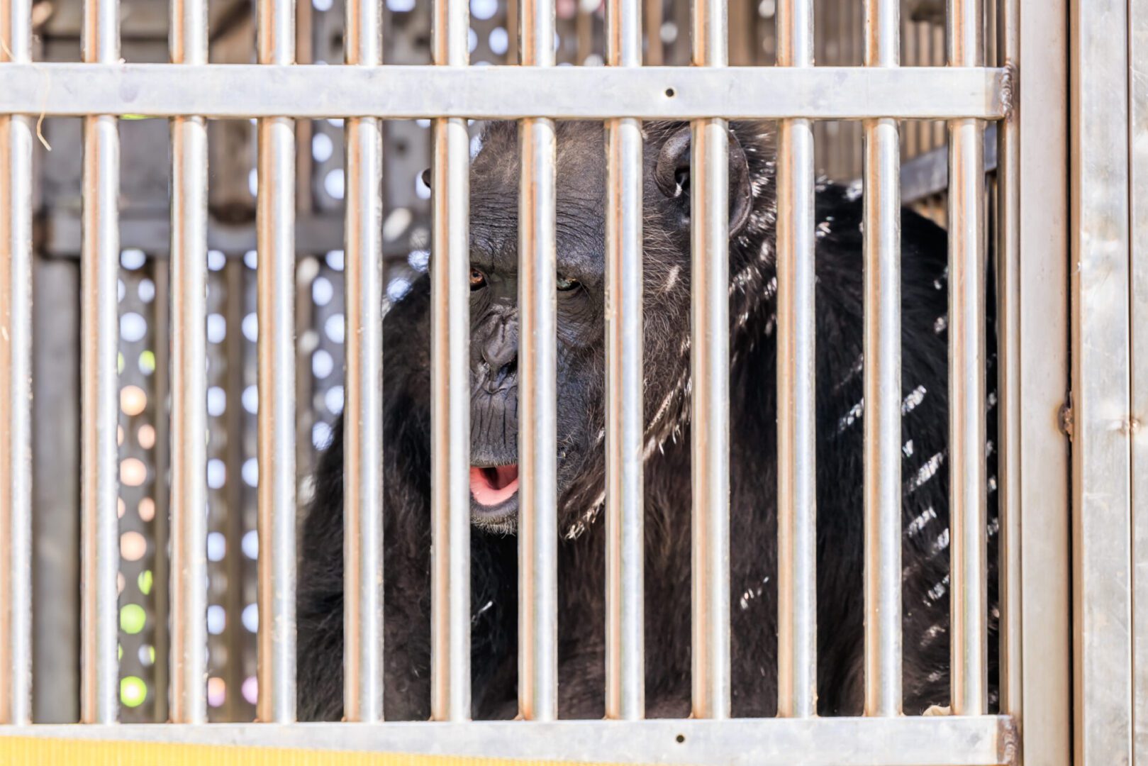 DHL Express flies Chocolat the disabled Chimp to a sweet new home at ...