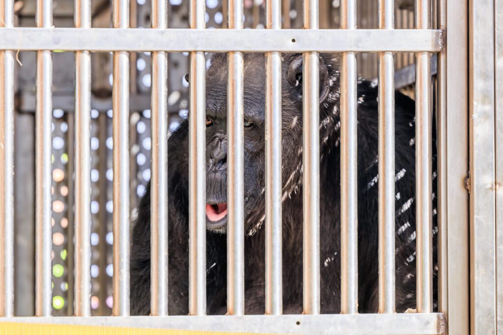 DHL Express flies Chocolat the disabled Chimp to a sweet new home at Monkey World