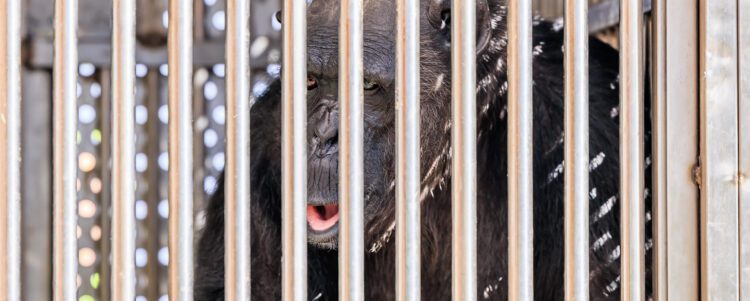 DHL Express flies Chocolat the disabled Chimp to a sweet new home at Monkey World