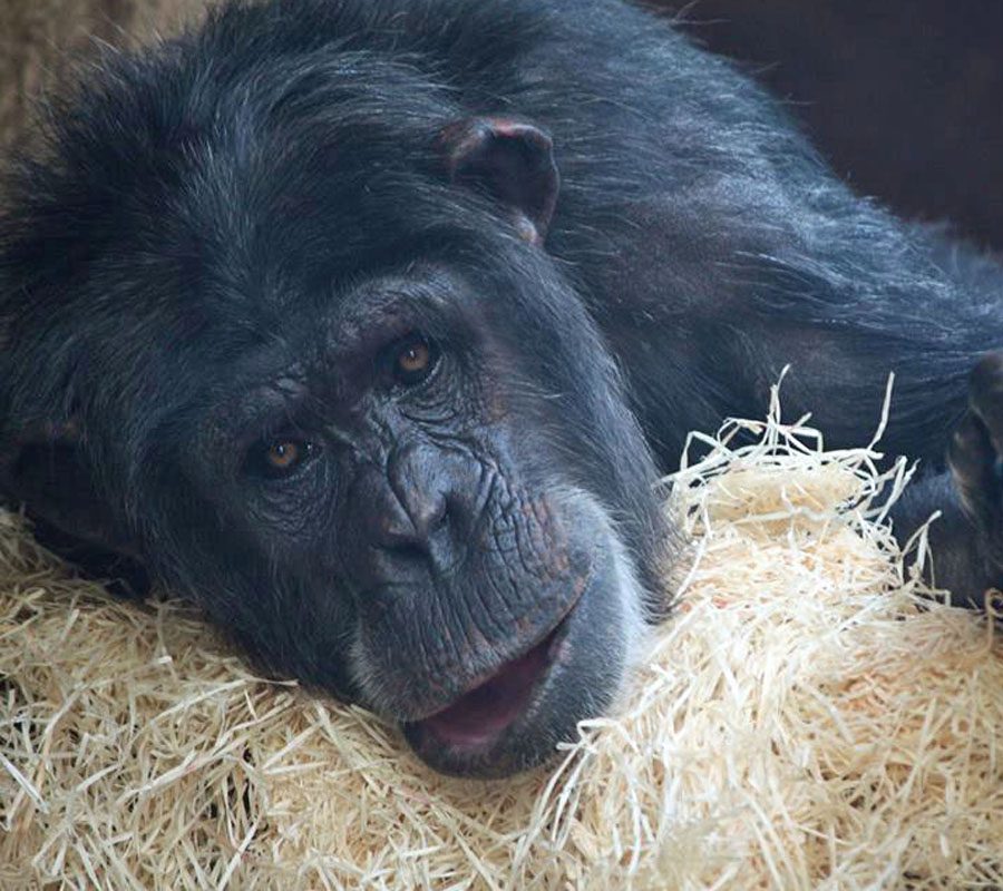 Bachelor Chimpanzees - Monkey World