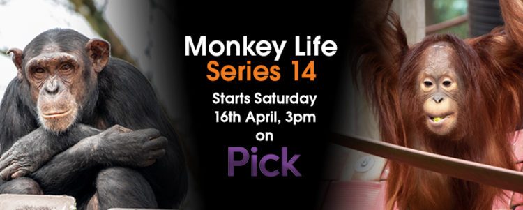 Monkey Life Series 14 is on Pick!