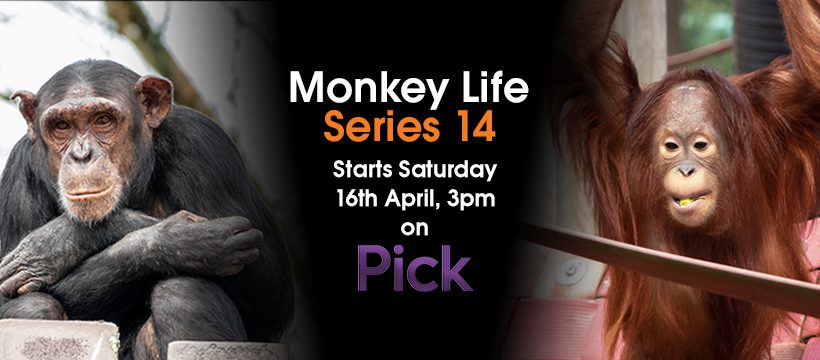 Monkey Life Series 14 will premiere on Pick Tv on Saturday 16th April