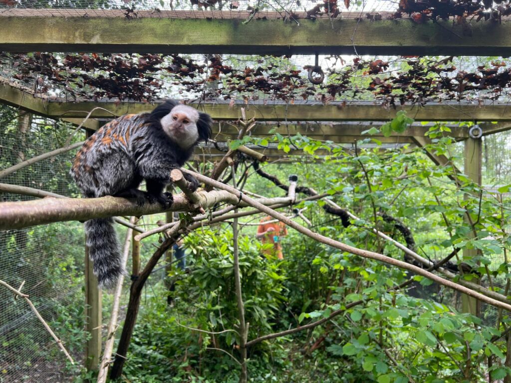 Geoffory Marmoset Marcel sat on a branch in enclosure in monkey World; you can see he is missing half his tail