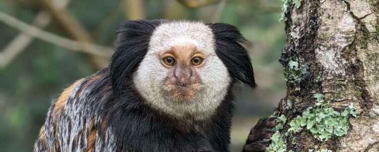 Lost Monkey Finds Sanctuary In Dorset Primate Rescue Centre