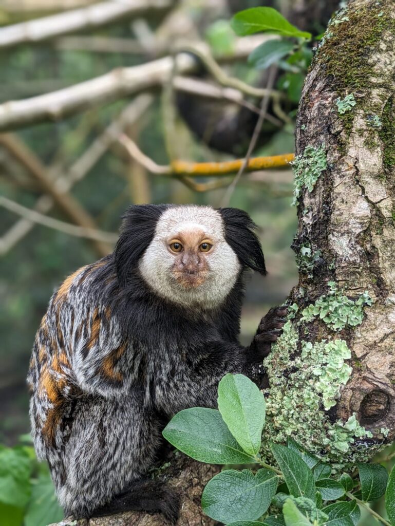 Marcel is a Geoffroys marmoset who was found lost in a conservatory and is now rehomed in Monkey World, Dorset