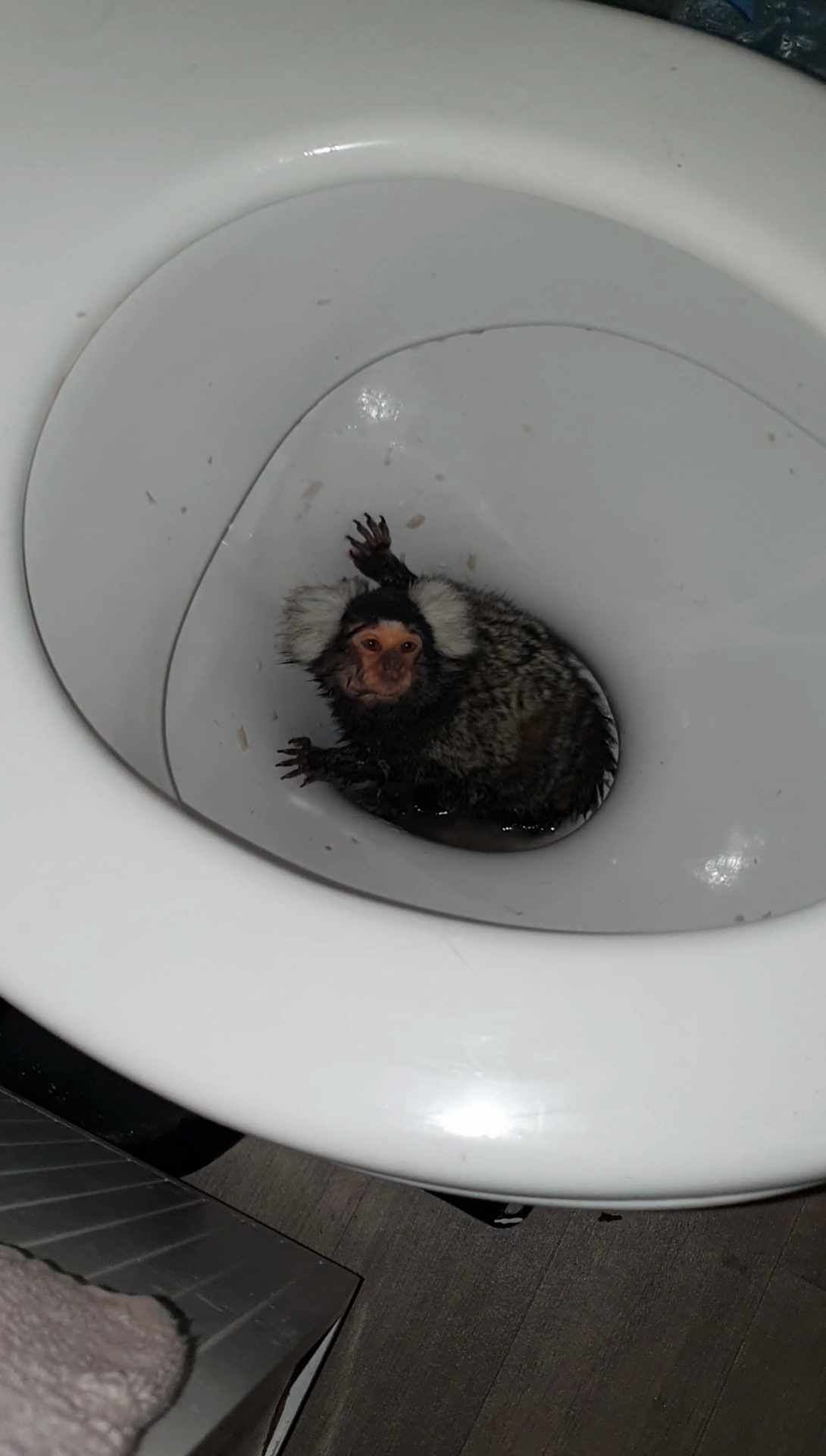 A Happy Ending for Marmoset Tortured in UK Pet Trade - Monkey World