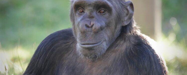 Celebrating Chimps : Sat 12th – Sun 20th July