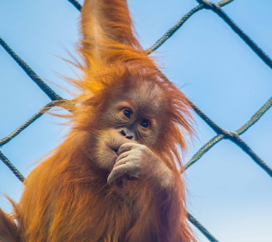 Nursery Orang utans  Monkey  World