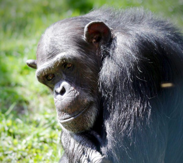 Bachelor Chimpanzees - Monkey World