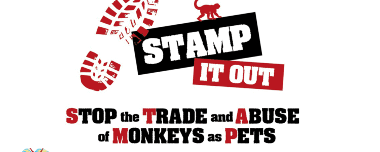 Public Consultation on the UK Primate Pet Trade OPEN