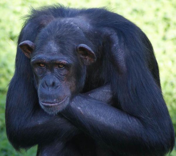 Hananya's Chimpanzees - Monkey World