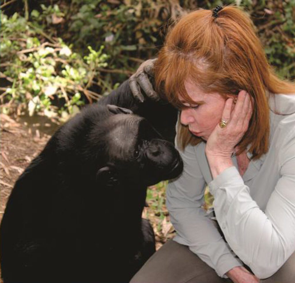 Copa’s Last Moment: A Primate Keeper’s Promise – New and Tips
