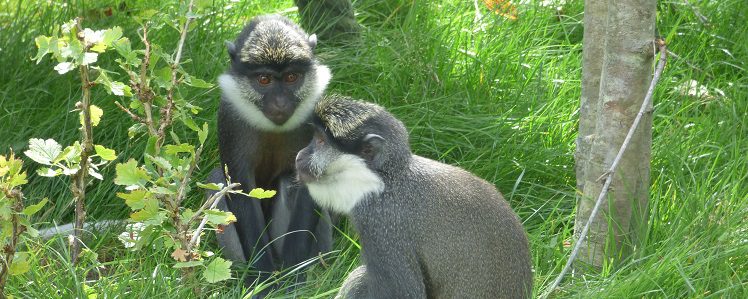 Benny & Nia, the white-throated guenons, arrive at Monkey World.