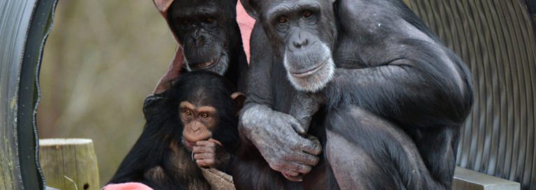 Home - Monkey World