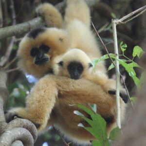 Gibbon and baby in tree in Vietnam