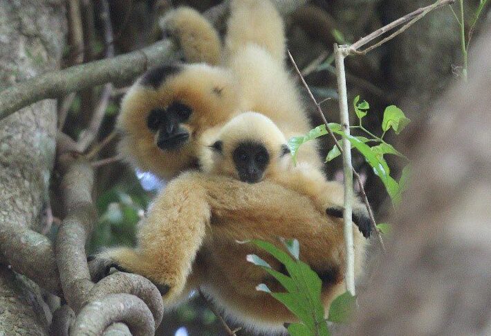 Gibbon and baby in tree in Vietnam