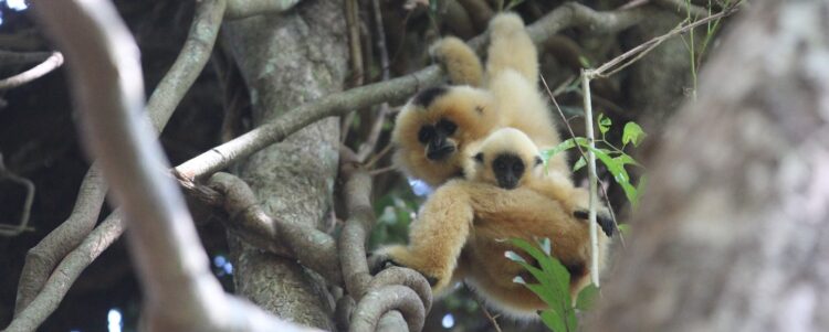 Baby Gibbon Needs a Name!