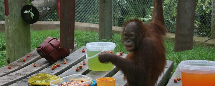 Orphaned orangutan Mimi turns 3 at Monkey World!