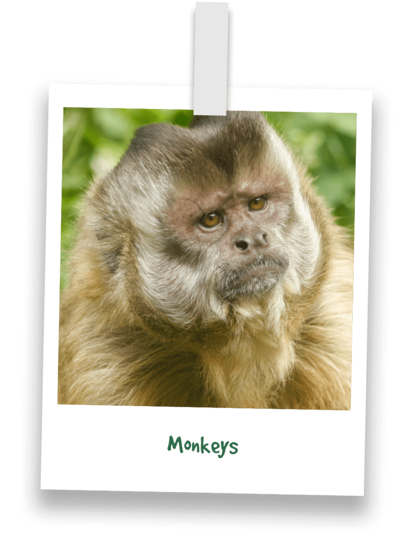 monkeys-prosimians