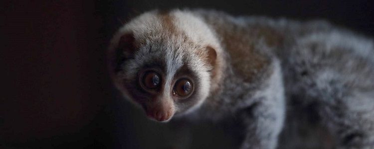 Illegal slow loris trade speeding up, as Monkey World rescues another infant from black market in Lebanon