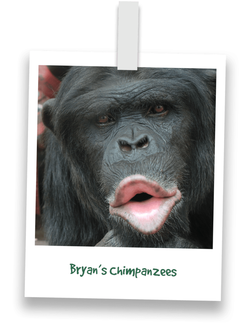 sallys-chimpanzees