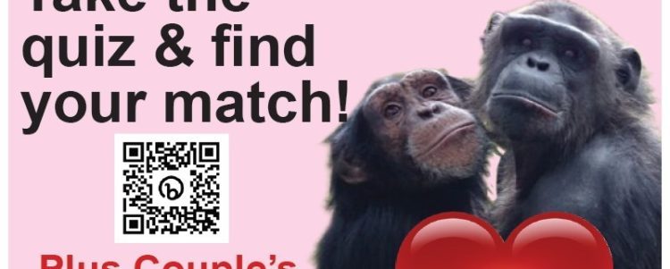 Find your Perfect Primate Pal This Valentine’s Day!